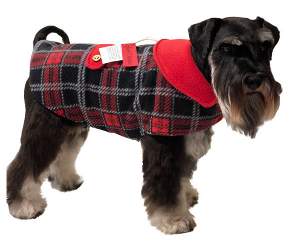 Mini Schnauzer In Red Tartan Scotty Coat